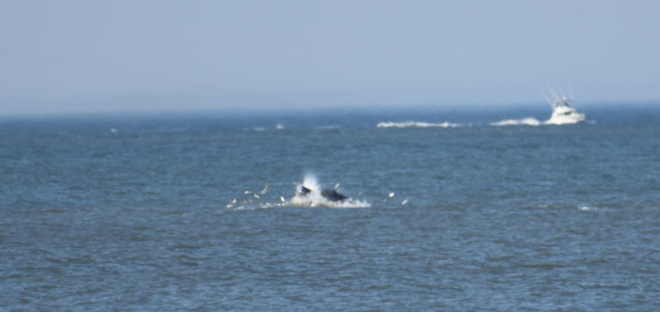 whale watching, delaware, surf fishing, whale breaching, delaware, sussex county