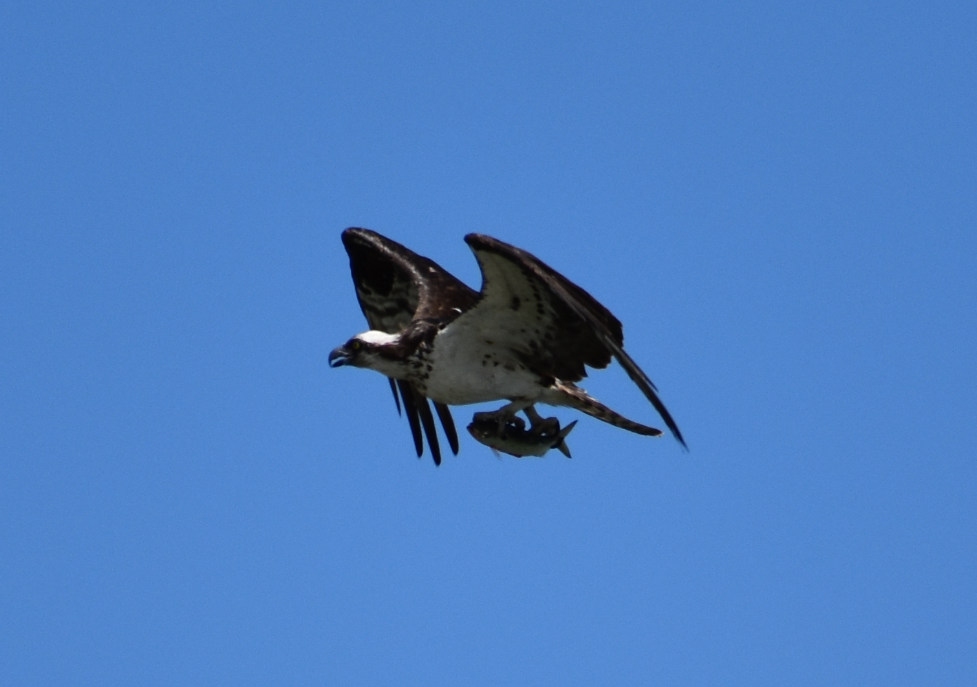 osprey, delaware, sussex county, cape henlopen state park, fish hawk, bunker, raptor, migratory bird