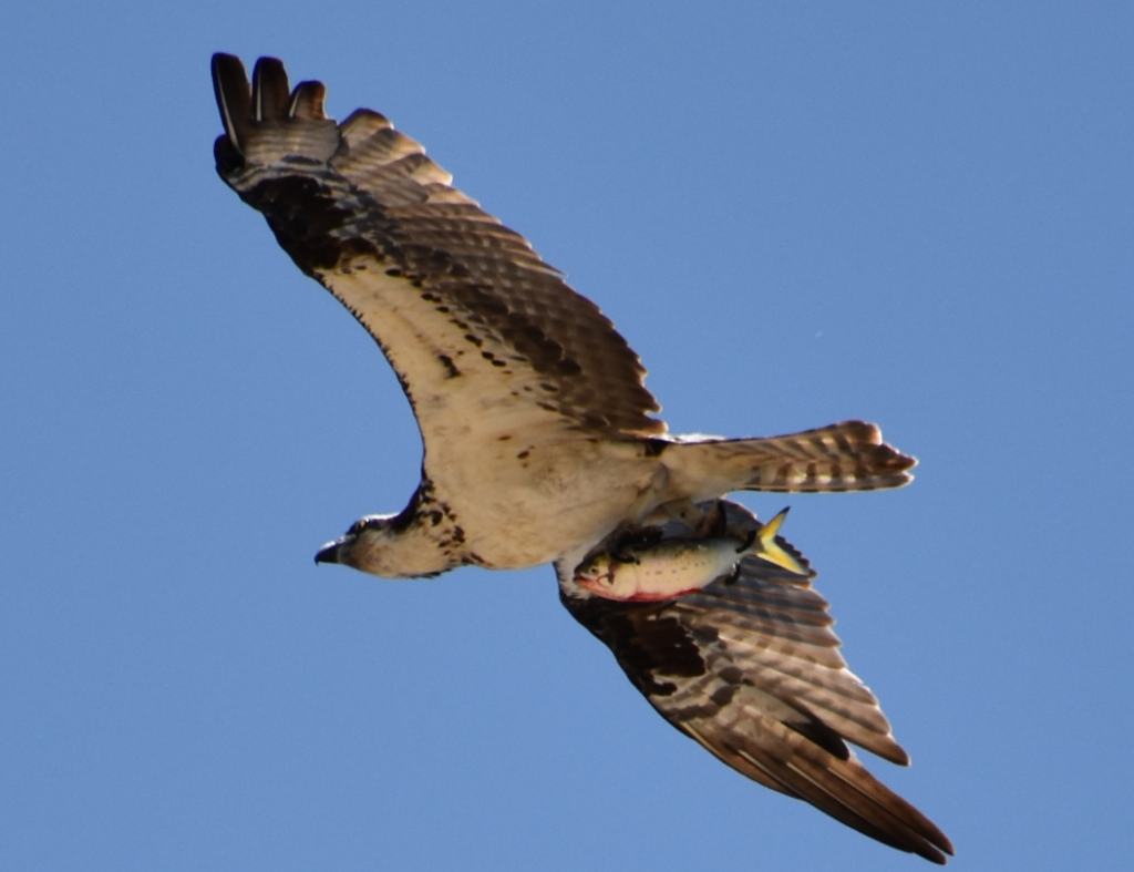 osprey, delaware, sussex county, cape henlopen state park, fish hawk, bunker, raptor, migratory bird