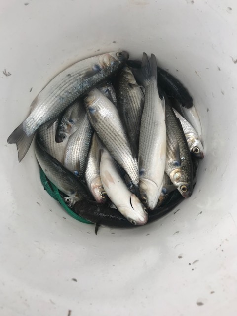 Cob mullet caught by Spencer Henry in the Inland Bays - delaware-surf ...