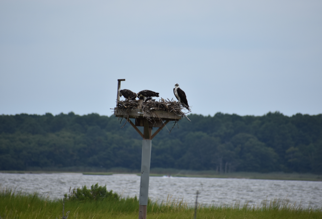 osprey, raptors, dewey beach nest, delaware, sussex county, fish hawk
