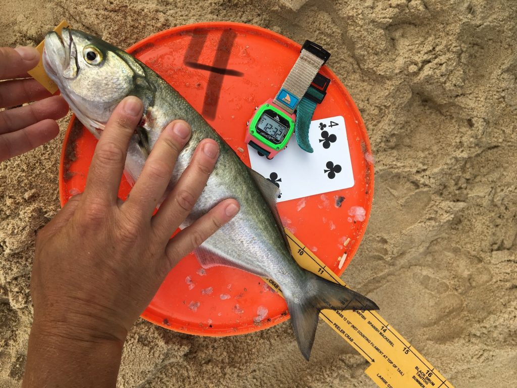 bluefish, yellow eyed devil, sussex county, delaware