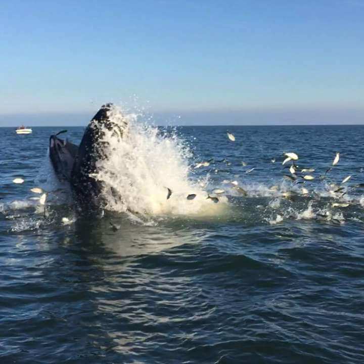 humpback whale, bunker, menhaden, omega protein, the ost important fish in the ocean