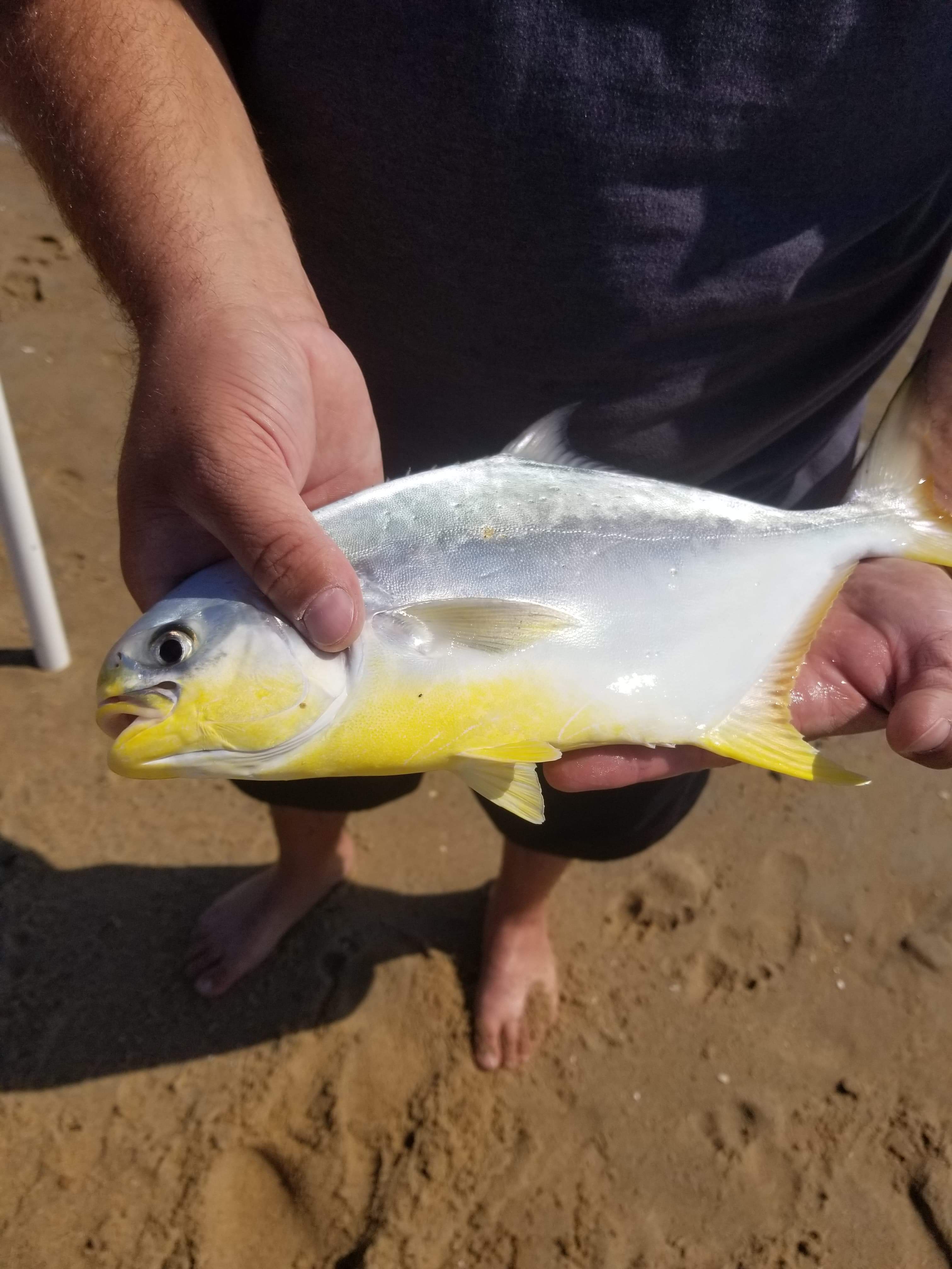 Pompano Insect Pompano caught on DS Custom Tackle and Fishbites bloodworms at Fenwick ...