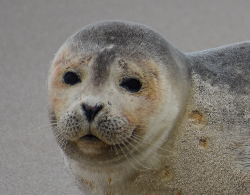 Seal seen in Delaware, sussex county, cape henlopen state park