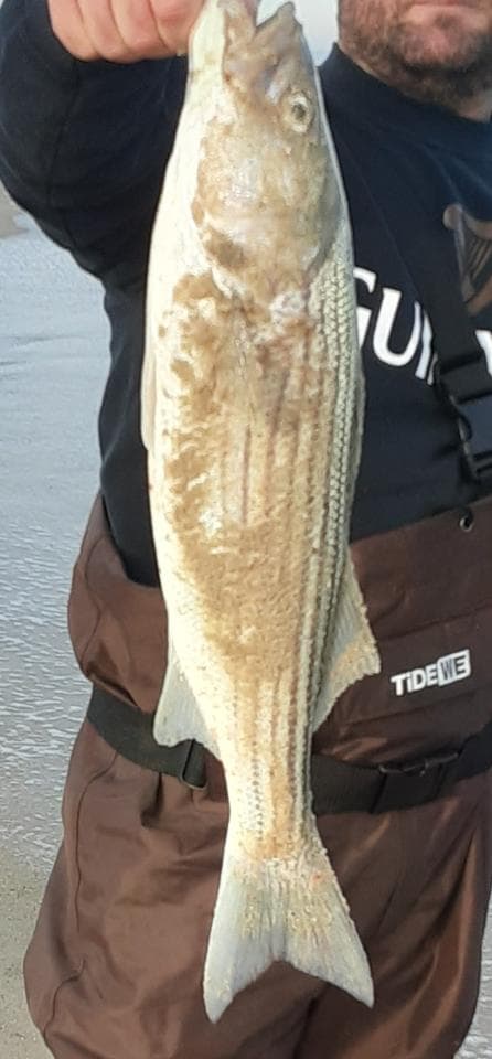 striped bass, delaware surf fishing, fishing report