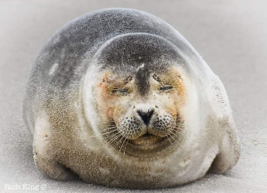 harp seal, delaware, sussex county, delaware seashore state park,