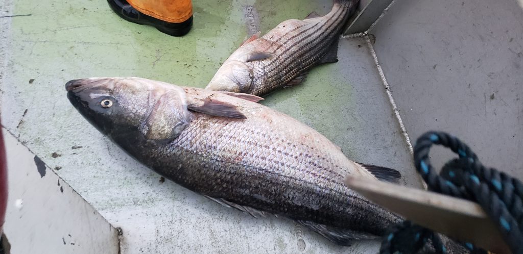 striped bass, commercial angler, delaware bay, coronavirus, commercial fishing, netting striped bass