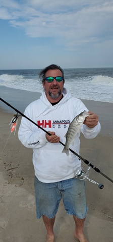 striped bass, rockfish, sadnn fleas, delaware seashore state park, delaware surf fishing