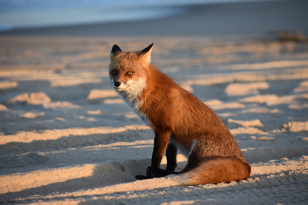 red fox, delaware, sussex county, dune fox, invasive species, delaware seashore state park, bait stealer, 3Rs