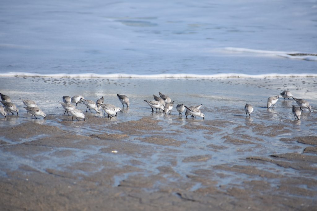 sanderling, sand flea, delaware surf fishing, mole crab, delaware seashore state park