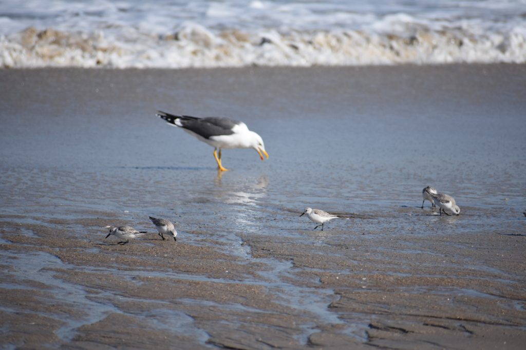 sanderling, sand flea, delaware surf fishing, mole crab, delaware seashore state park