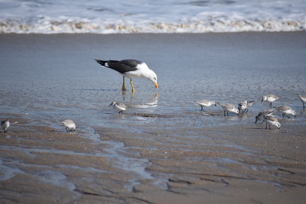 sanderling, sand flea, delaware surf fishing, mole crab, delaware seashore state park