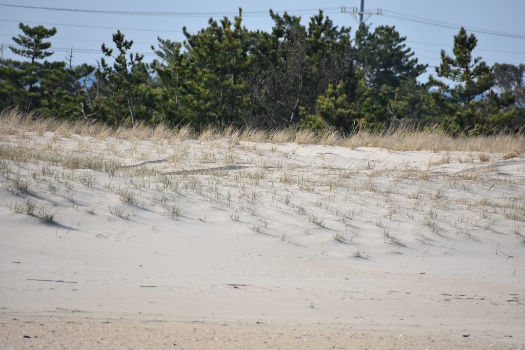 dune driving, delaware seashore state park, delaware surf fishing