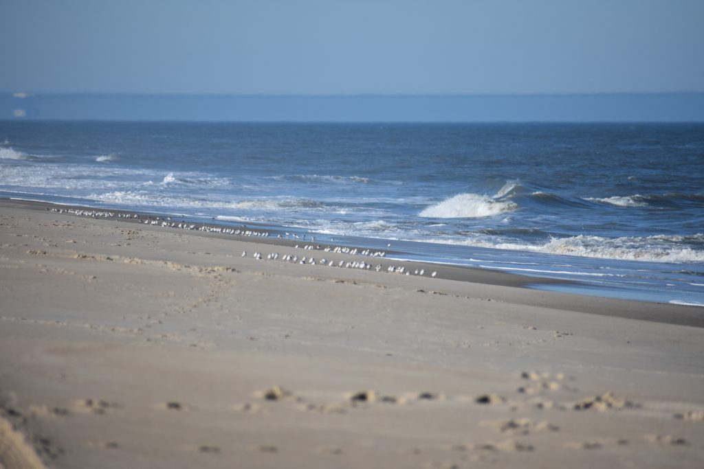 sanderling, sand flea, delaware surf fishing, mole crab, delaware seashore state park