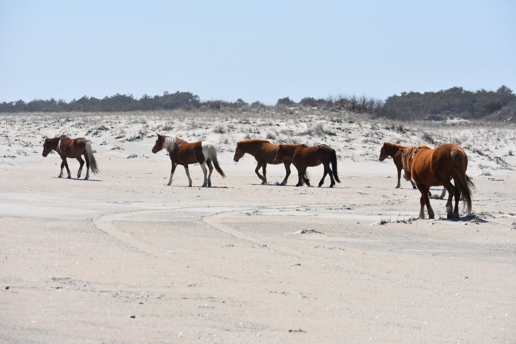 assateague island national seashore, coronavirus, covid 19, maryland, delaware surf fishing, tahoe, wild horses