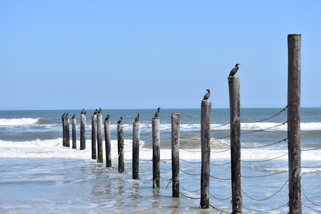 assateague island national seashore, coronavirus, covid 19, maryland, delaware surf fishing, tahoe, wild horses