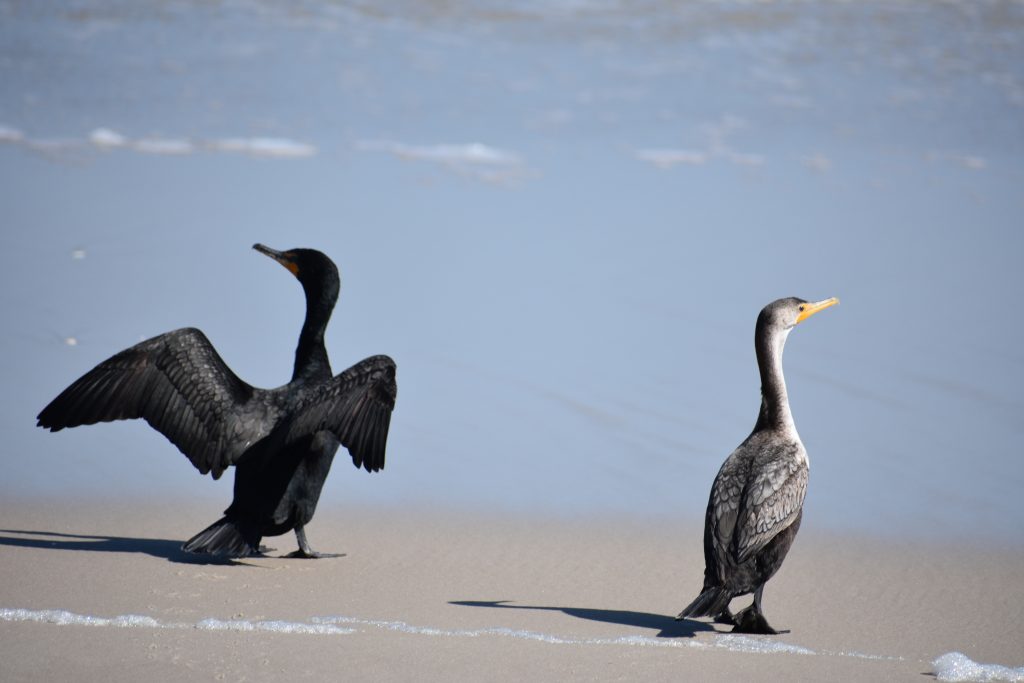 assateague island national seashore, coronavirus, covid 19, maryland, delaware surf fishing, tahoe, wild horses