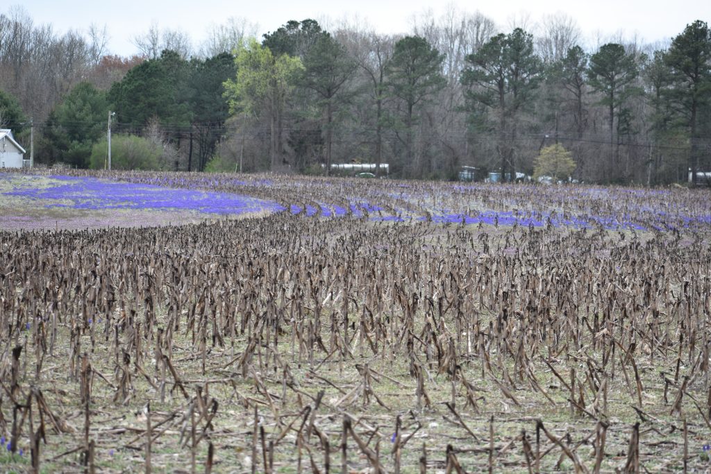 grape hyacinth, muscari armeniacum, sussex county, farmer fields