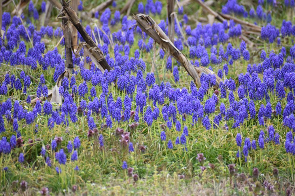 grape hyacinth, muscari armeniacum, sussex county, farmer fields