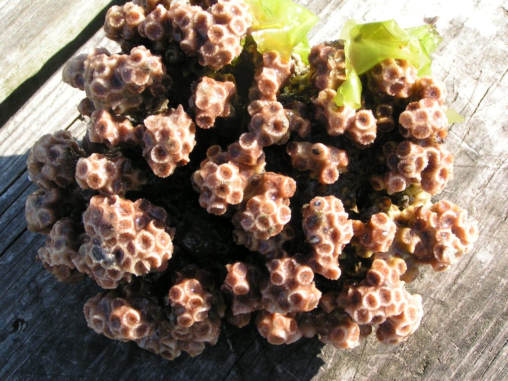 coral head, indian river inlet, cold water Atlantic corals,