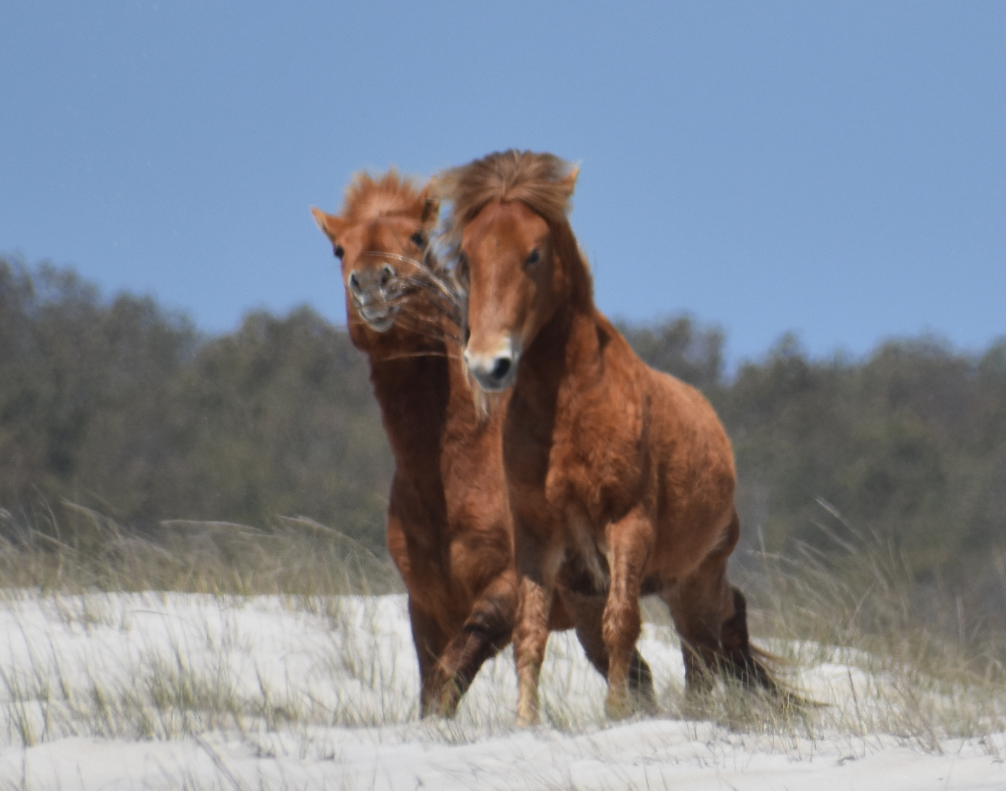 assateague horses, chincoteague ponies, maryland, assateague island national seashore
