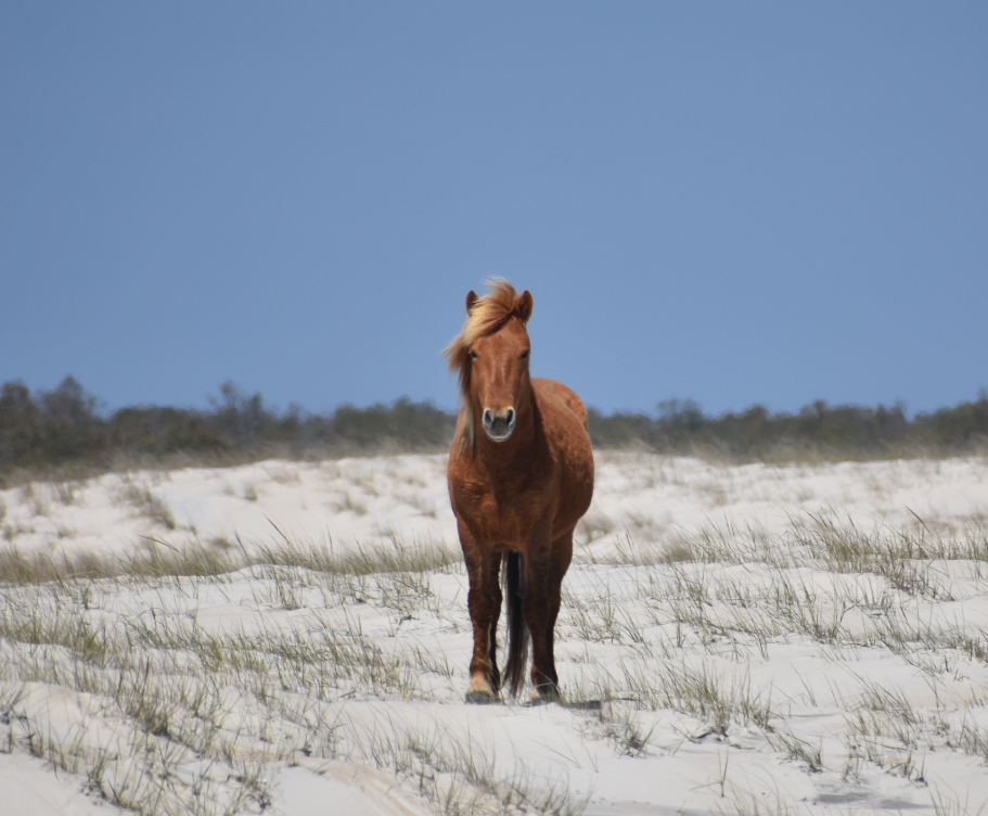 assateague horses, chincoteague ponies, maryland, assateague island national seashore