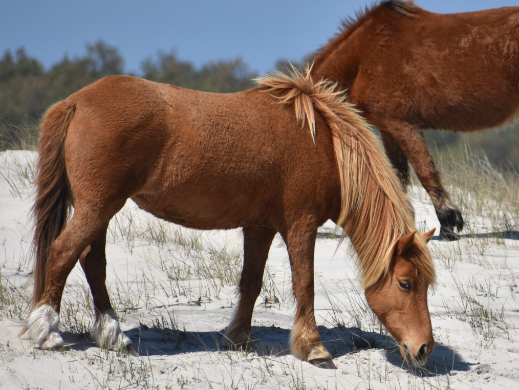 assateague horses, chincoteague ponies, maryland, assateague island national seashore