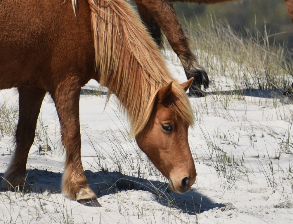 assateague horses, chincoteague ponies, maryland, assateague island national seashore