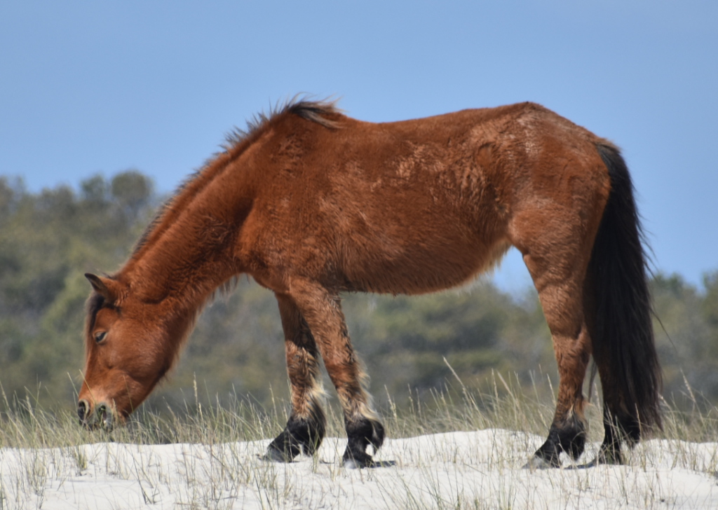 assateague horses, chincoteague ponies, maryland, assateague island national seashore