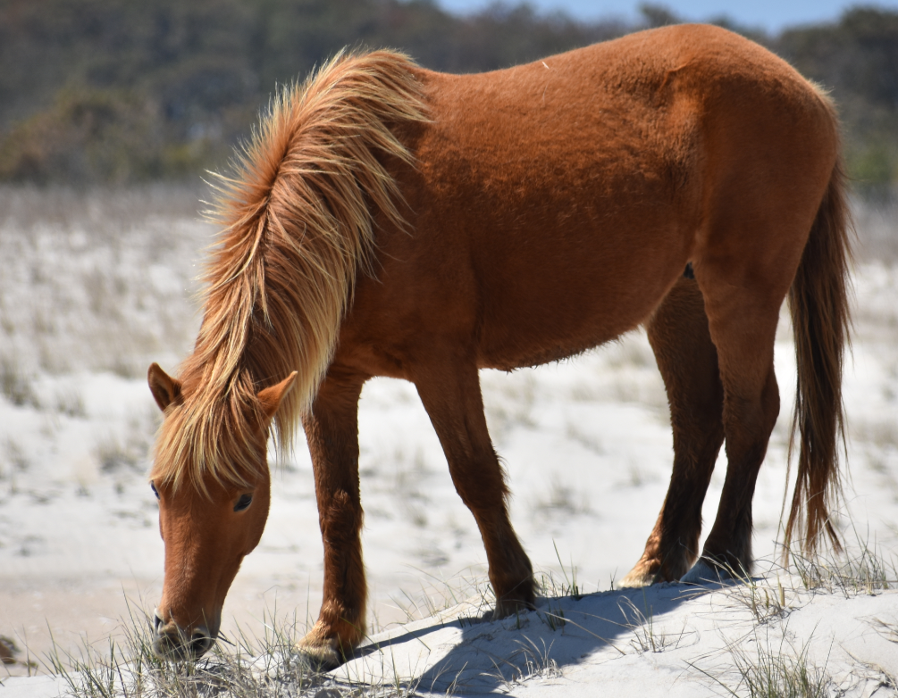 assateague horses, chincoteague ponies, maryland, assateague island national seashore