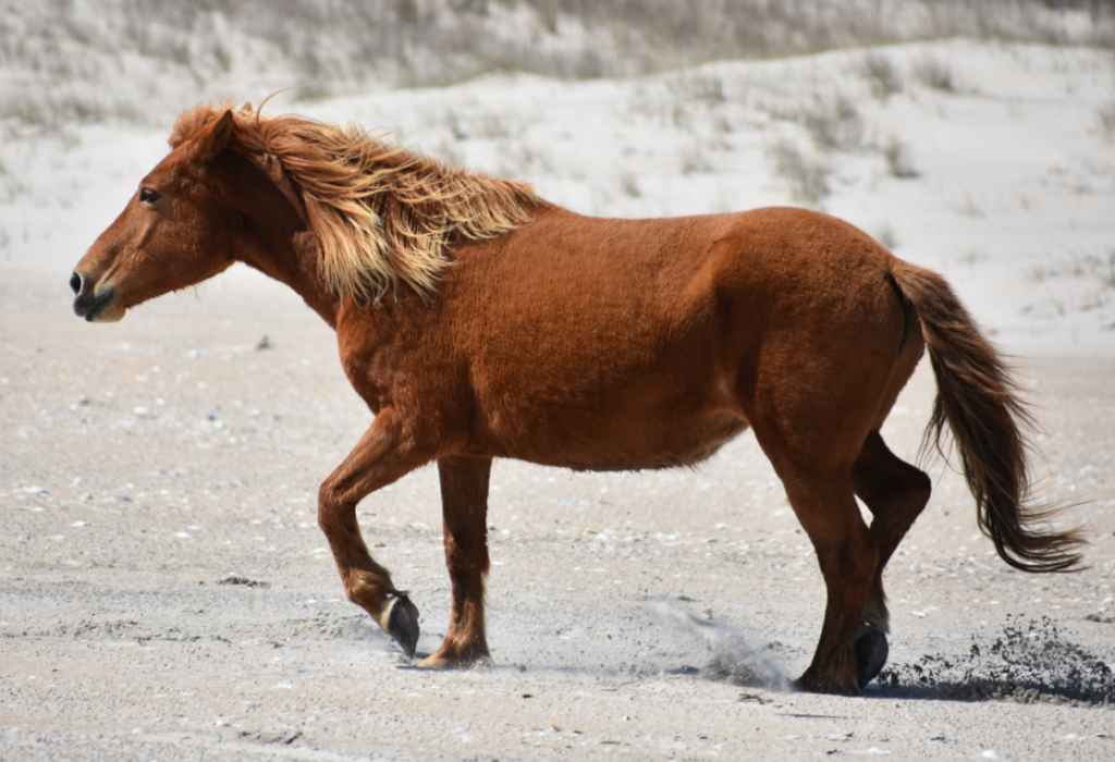 assateague horses, chincoteague ponies, maryland, assateague island national seashore