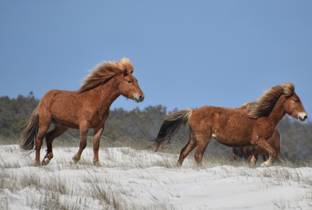 assateague horses, chincoteague ponies, maryland, assateague island national seashore