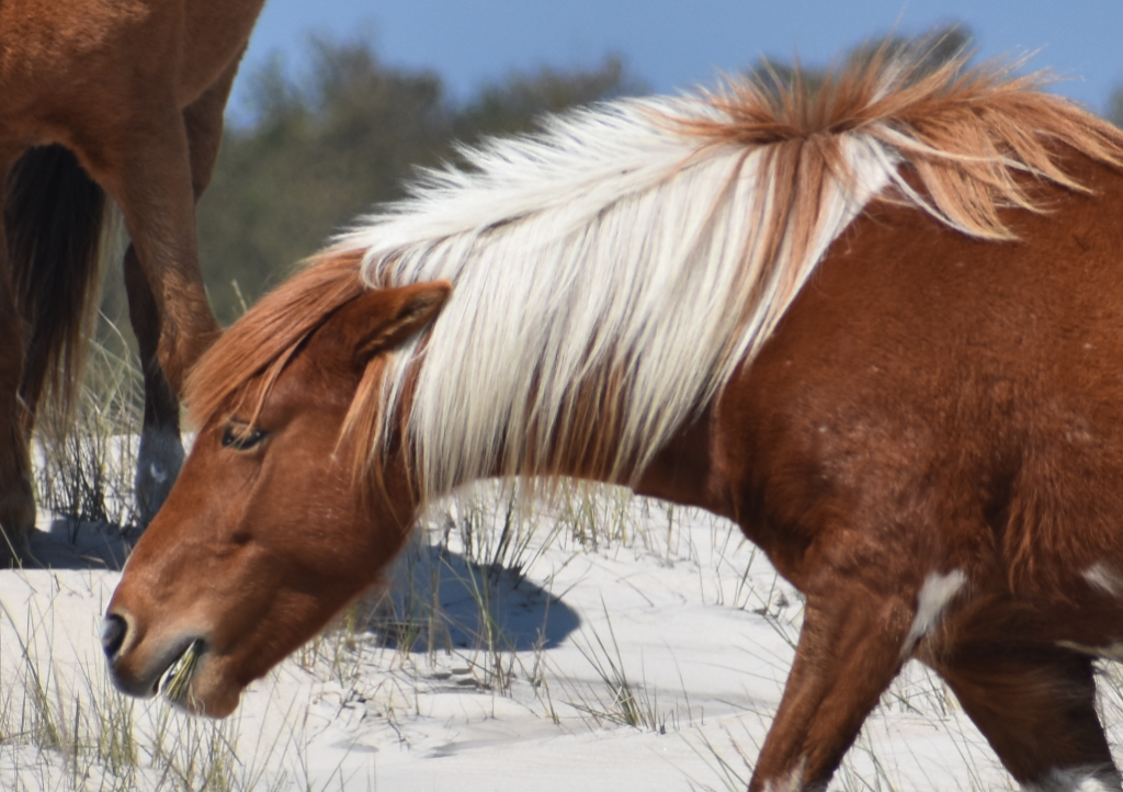 assateague horses, chincoteague ponies, maryland, assateague island national seashore