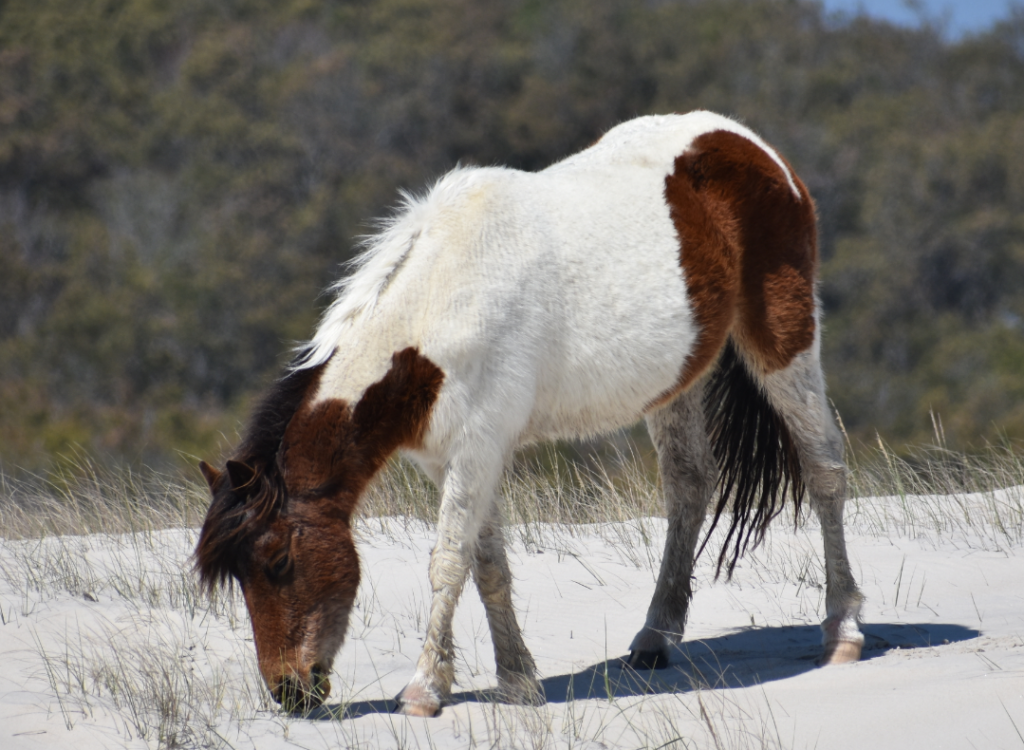 assateague horses, chincoteague ponies, maryland, assateague island national seashore