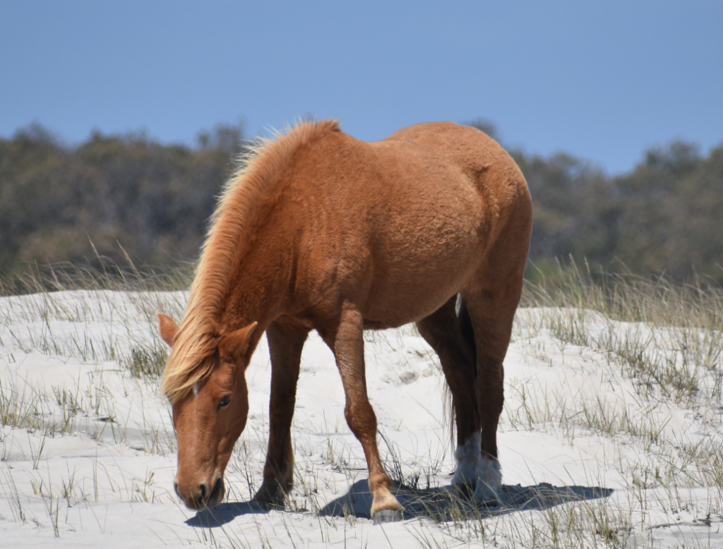 assateague horses, chincoteague ponies, maryland, assateague island national seashore