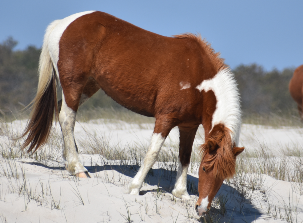 assateague horses, chincoteague ponies, maryland, assateague island national seashore