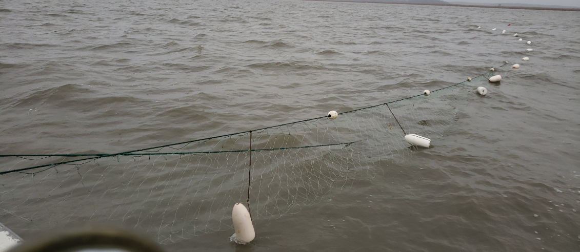 Delaware Commercial Fisheries and Farmers Face an Uncertain Future in light  of the Coronavirus 