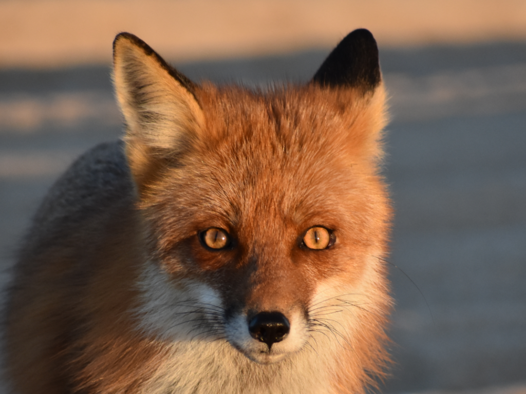 red fox, delaware, sussex county, dune fox, invasive species, delaware seashore state park, bait stealer, 3Rs
