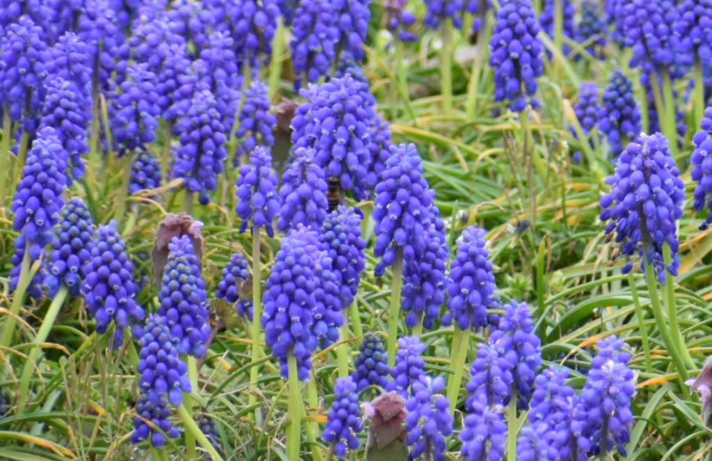 grape hyacinth, muscari armeniacum, sussex county, farmer fields