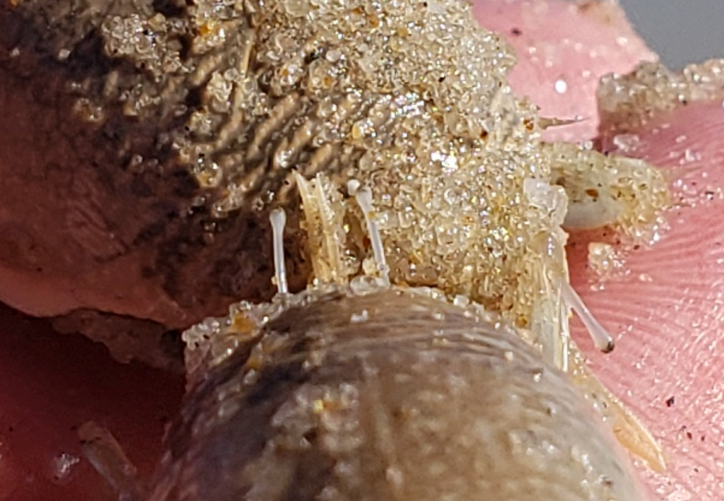 sanderling, sand flea, delaware surf fishing, mole crab, delaware seashore state park