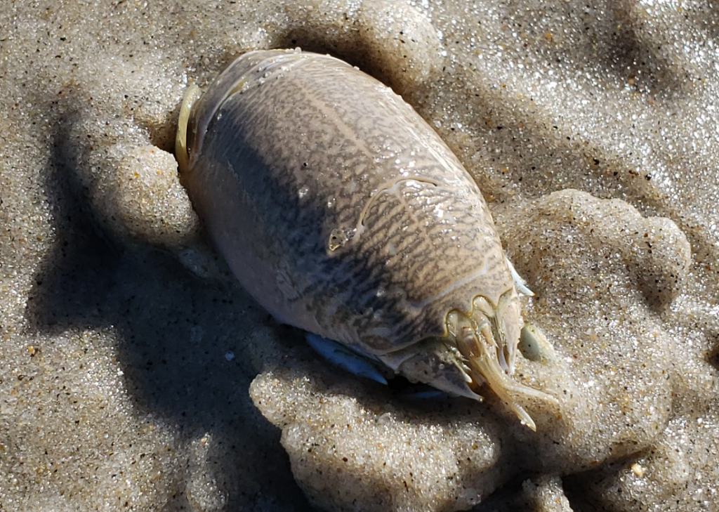 sanderling, sand flea, delaware surf fishing, mole crab, delaware seashore state park