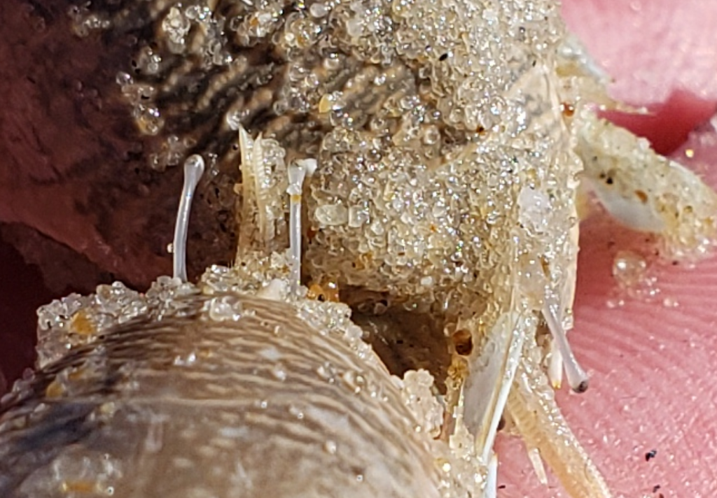 sanderling, sand flea, delaware surf fishing, mole crab, delaware seashore state park