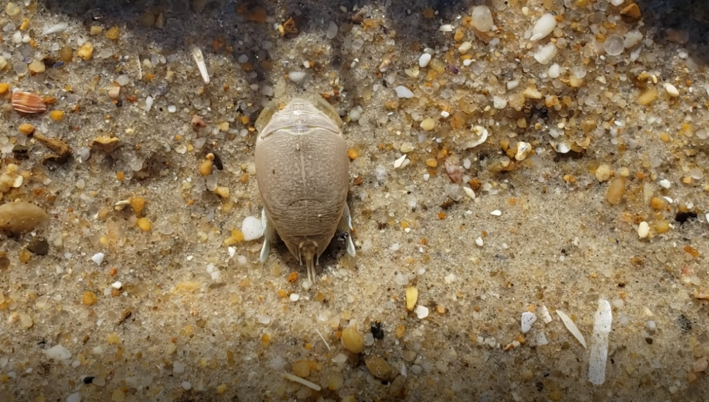 sanderling, sand flea, delaware surf fishing, mole crab, delaware seashore state park