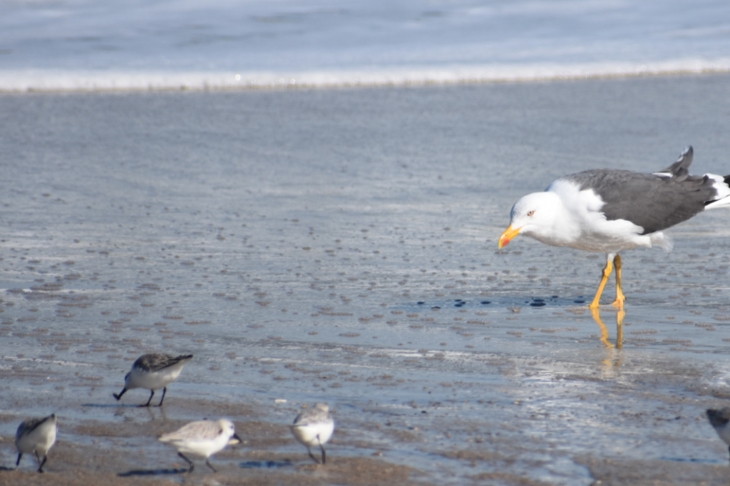 sanderling, sand flea, delaware surf fishing, mole crab, delaware seashore state park
