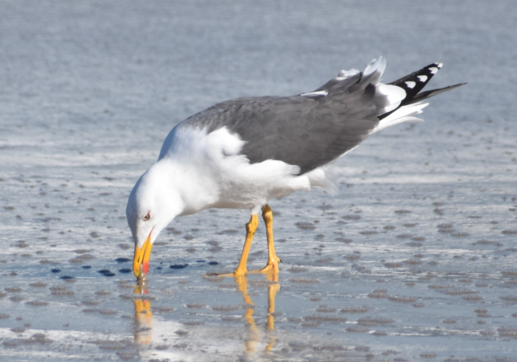 sanderling, sand flea, delaware surf fishing, mole crab, delaware seashore state park