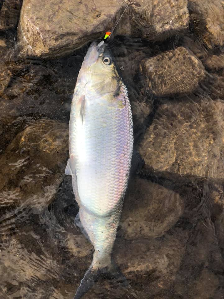 shad, shad run, early shad, delaware river