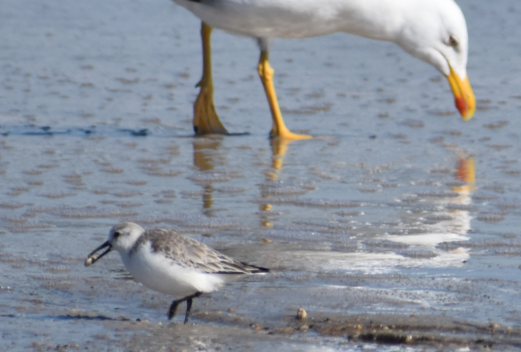 sanderling, sand flea, delaware surf fishing, mole crab, delaware seashore state park