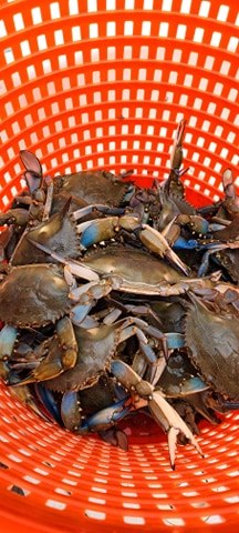 blue claw crabs, hard crabs, steamed crabs, inland bays, indian river bay, rehoboth bay, delaware, sussex coutny, jimmy crabs, sook crabs