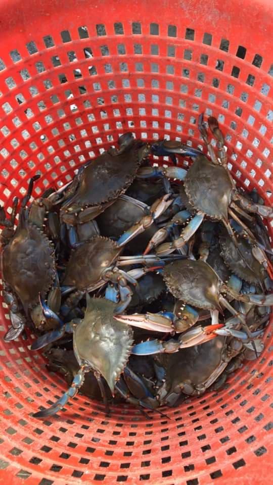 blue claw crab, delaware, inland bays, indian river bay, assawoman bay, rehoboth bay, hard crabs, crab rings